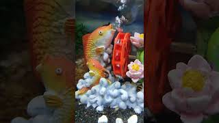 Akvaryum dekoru aquarium lepistesakvaryumu dekor shorts [upl. by Adaiha]