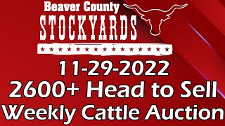 11292022  Beaver County Stockyards Livestock Auction [upl. by Dannel]