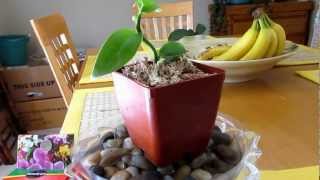 Growing Vanilla Orchid Tips Planifolia Update Part 2 [upl. by Luhar]