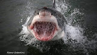 Great White Shark Attack Extreme Close Up Remo Sabatini copyright [upl. by Onailime38]