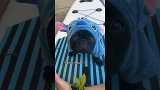 Every Frenchie is Stitch 👹 dogs shorts halloween [upl. by Fawn584]