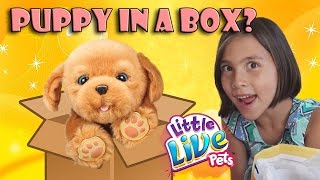 ANOTHER PUPPY IN A BOX Jillian gets Little Live Pets Snuggles [upl. by English]