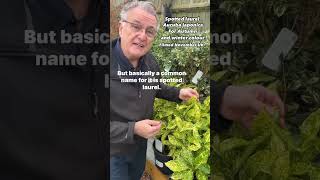 Aucuba japonica Spotted Laurel evergreen gardening gardentipsforbeginners plants winter [upl. by Emina]