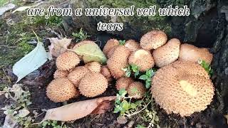 Pholiota Squarrosa Fungi fungi mushroom pholiotasquarrosa autumn nature england walking dog [upl. by Vergil]