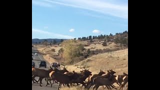 Hundreds of Elk Run Across Colorado Road  ViralHog [upl. by Knobloch]