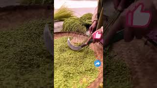 Glutinous rice hand threshing process [upl. by Cychosz695]