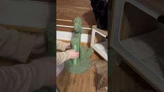 Using my cat’s scratching posts… [upl. by Aramen]