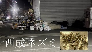 【ネズミ】西成上陸！ 大量のゴミに眠りしネズミを呼び起こす やっぱり西成は別次元やね 色々とツッコミたいとこだらけ [upl. by Christal]