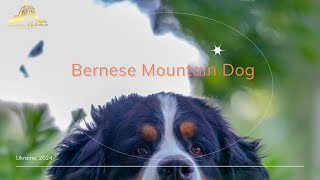 Bernese Mountain Dog Top Reasons Why They’re the Perfect Family Dog BMD [upl. by Nowell]