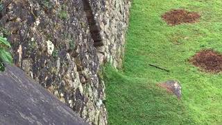 Viscacha Chinchilla visits Machu Picchu [upl. by Animsaj]