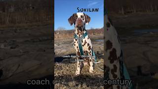 The Fascinating History of Dalmatian Dogs [upl. by Agni]