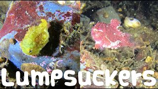 Why are Divers so Obsessed with Pacific Spiny Lumpsuckers [upl. by Anifad]