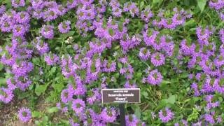 Mealycup Sage Scaevola Aemula Fancy Goodeniaceae [upl. by Siramaj]