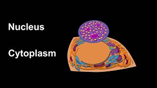 2 IFA Pattern recognition amp HEp2 cell components [upl. by Etiragram]