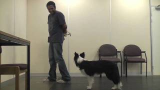 Teaching A Dog To Wear A Muzzle Muzzle Training [upl. by Lytsyrk]