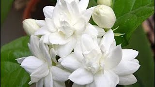 Jasmine plant care zone 6zone 7 [upl. by Nylhtak]