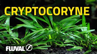 Species Spotlight  Cryptocoryne [upl. by Philcox]