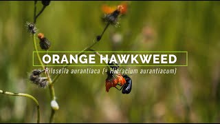 Orange Hawkweed [upl. by Eytak]