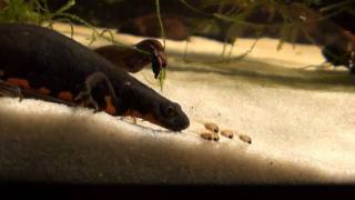 Cynops orientalis HD movie 12  quotHunter amp the Victimquot [upl. by Airrehs]