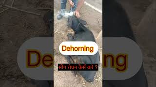 Dehorning l Disbudding l Dr Umar Khan [upl. by Saxela]