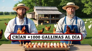 Así Crían MILES de Gallinas al Día los AMISH [upl. by Eluk487]