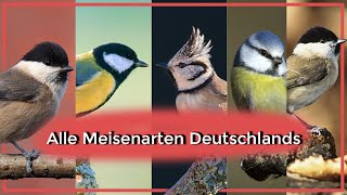 Alle Meisenarten Deutschlands Aussehen Gesang Lebensweise [upl. by Adnahc]