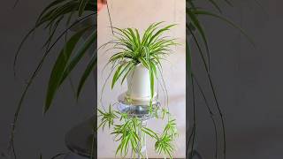 DIY Grow Spider Plant in this way plants houseplants homedecor [upl. by Marga]