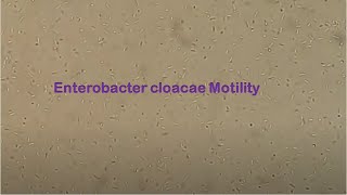 Enterobacter cloacae motility [upl. by Ottavia]