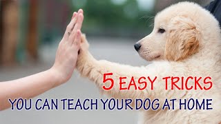 5 Easy Tricks You Can Teach Your Dog at Home [upl. by Anatlus]