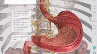 The GastroIntestinal Tract  Complete Anatomy [upl. by Nairda]