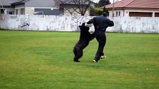 Bouvier des Flandres  IPO 3  part 1 [upl. by Mihcaoj]