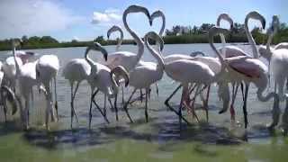 Flamants Rose sauvage de Camargue Magnifique Vidéo [upl. by Enaira]