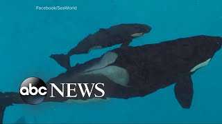 Last killer whale born into captivity at SeaWorld has died [upl. by Pierro]