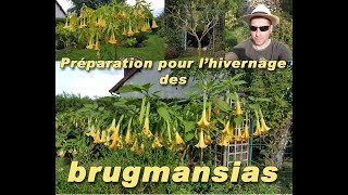 Méthode pour bien hiverner le Brugmansia [upl. by Margret495]