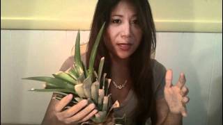 Growing a Pineapple plant in a container with water [upl. by Cleve]