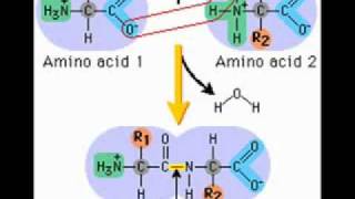 Introduction to Proteins [upl. by Noizneb]