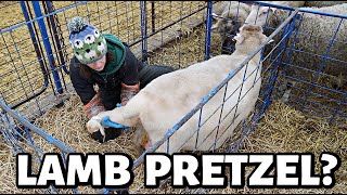 A thief a foster and a LAMB PRETZEL winter lambing just got interesting  Vlog 739 [upl. by Farmer884]