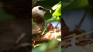 Yellowvented Bulbul feeding baby birds in nest [upl. by Noiemad440]