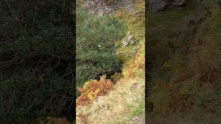 Englands 🏴󠁧󠁢󠁥󠁮󠁧󠁿 Highest Waterfall above ground Cautley Spout uk England waterfall [upl. by Esyned]