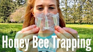 Honey Bee Trapping  How to use Lures and Attractants  Beekeeping with Maddie 10 [upl. by Heida220]