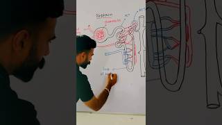 Nephron  Human Excretory System Diagram class10th biologydiagram [upl. by Atikihs280]