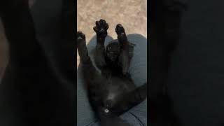 My cat loves it when I massage him this way  Cats therapy [upl. by Constantino]