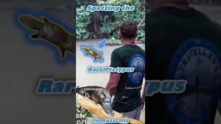 Spotting The Rare Australian Platypus  Near Threatened Species  Atherton Tablelands FNQ platypus [upl. by Stonwin]