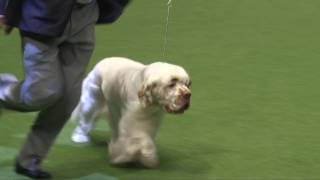 Crufts 2017  Best of Breed winner Ralph Dunne and clumber spaniel Eldridge [upl. by Etteniotna476]