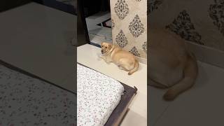 Mimi ka first priority dost nahi mitha ka dibba hai cutedog labrador dog shorts [upl. by Ecinreb]