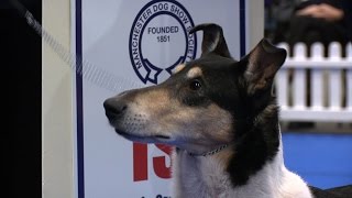 Manchester Dog show 2017  Pastoral group  Shortlist [upl. by Seeto]