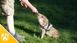 Dieses Wildschweinbaby macht auf Kommando quotSitzquot [upl. by Seda]