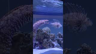 The Japanese dragon moray and lionfish always love seeing people shorts morayeel eel dragon [upl. by Annaor]