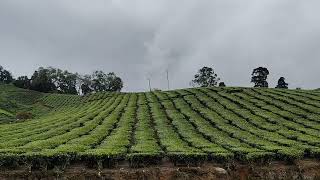 Tea Harvesting in Megamalai [upl. by Moss391]