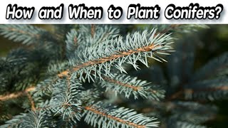 Planting Rules For Conifers  How and When to Plant Conifers [upl. by Yblek]